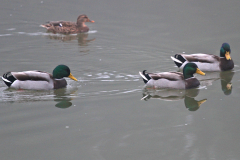 2014-10-01_um_07-59-10