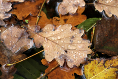 2014-10-31_um_10-28-34