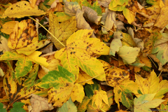 2015-10-30_um_13-40-59