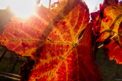 2015-11-15_um_15-44-46