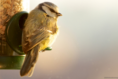 2017-01-21_um_09-58-55