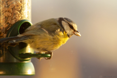 2017-01-21_um_10-03-17