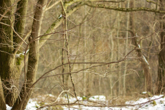 2017-01-29_um_15-15-54