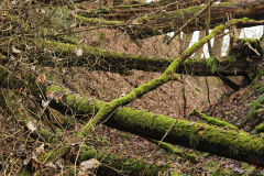 2017-02-05_um_11-32-38