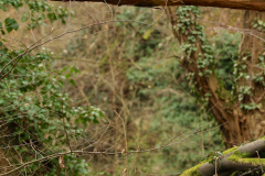 2017-02-05_um_11-56-33