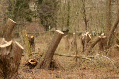 2017-02-05_um_12-30-15