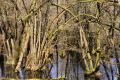 2020-04-04_13-53-34
