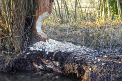 2025-12-29__15-50-43