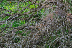 IMG_2267